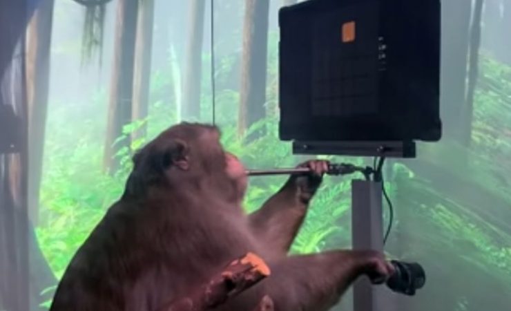 Muskov-neuralink-prikazao-majmuna-koji-telepatski-igra-video-igru-pong